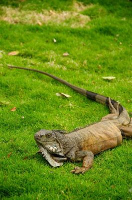  Iguana Park: Lumoava luonto ja eksoottisia eläimiä!