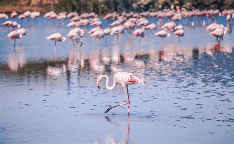 Las Salinas de Torrevieja! Näytäkseni suolaa ja flamingoja, jotka rakastavat sitä!